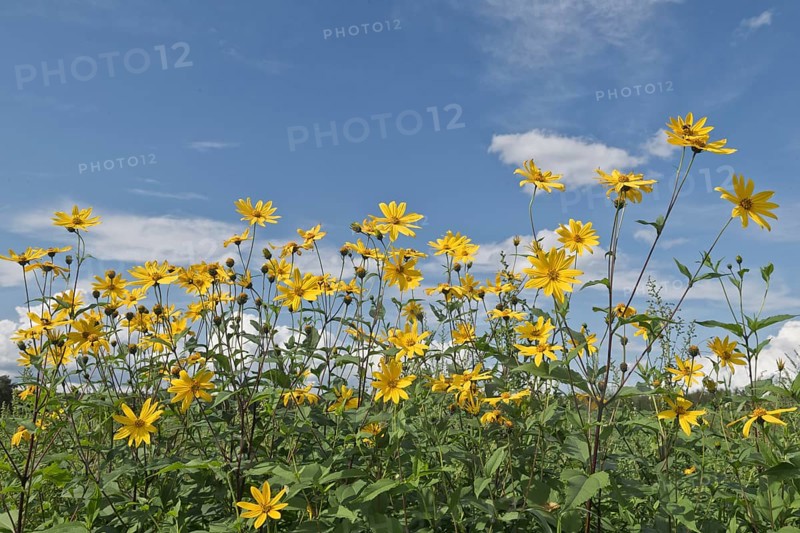 Jerusalem artichoke