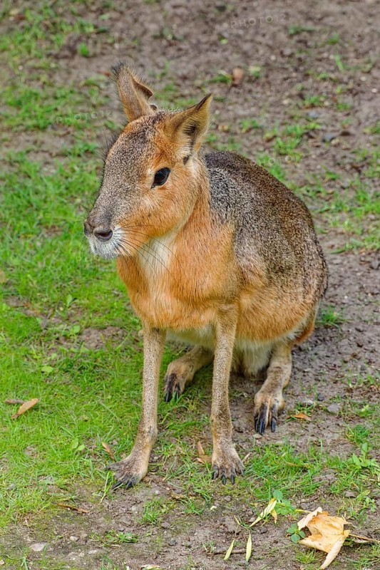 Patagonian mara