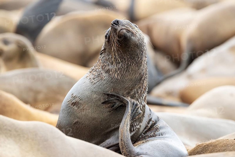Cape Fur Seal