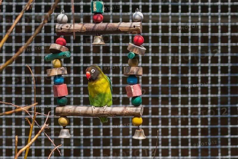 Peach-faced lovebird