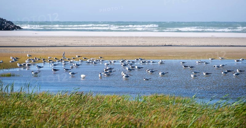 Seagulls on the beach