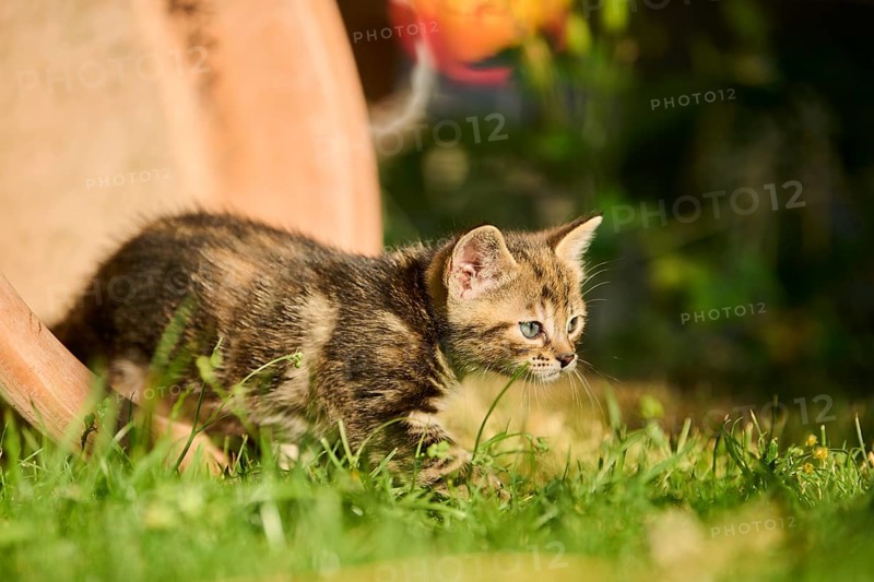 Bengal cat