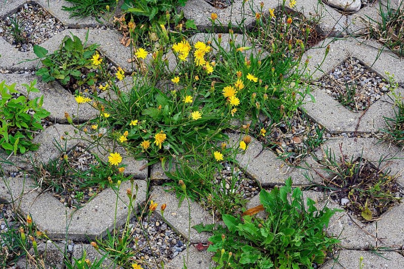 Paving with culvert for nature