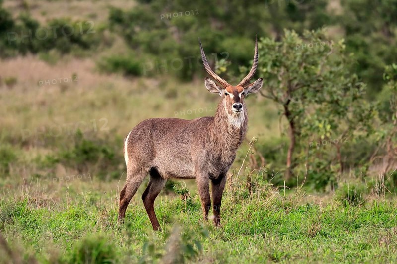 Ellipsen waterbuck
