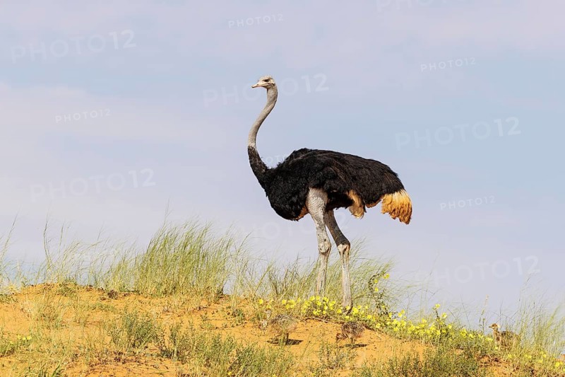 Ostrich
