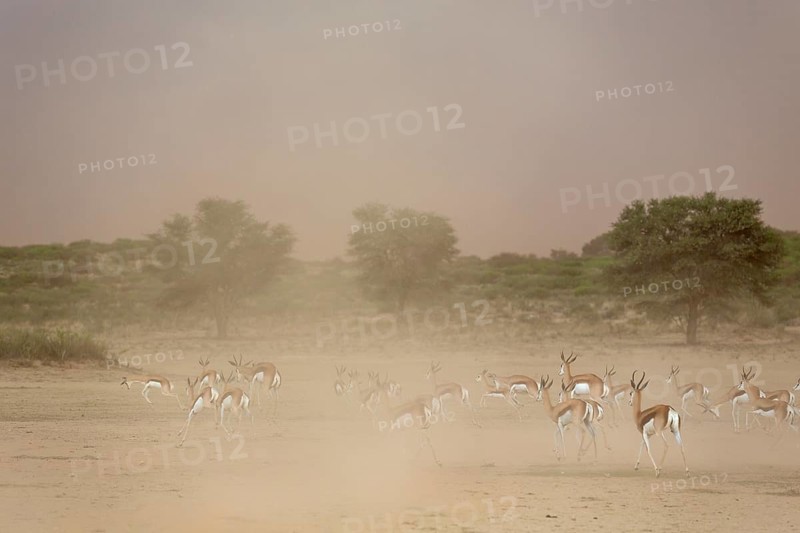 Springbok