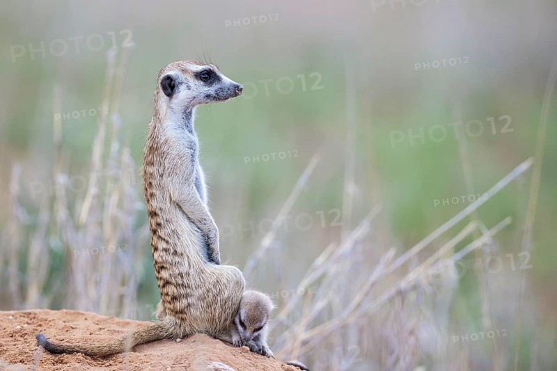 Suricate