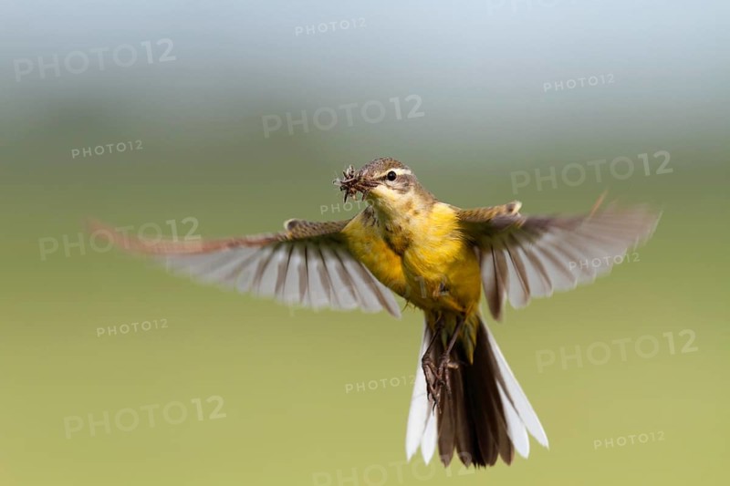 Blue-headed wagtail