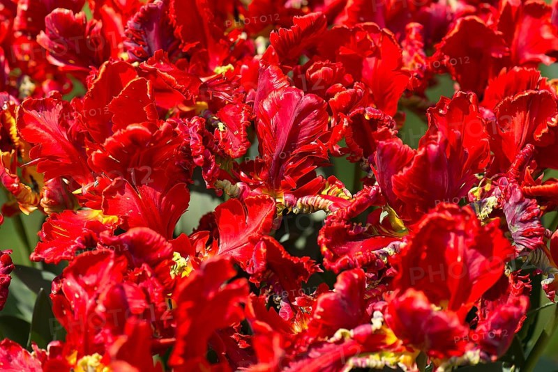 Flowers of parrot tulips