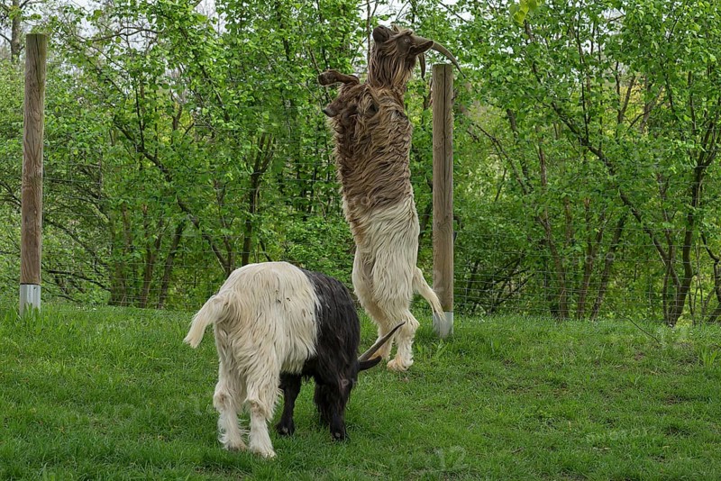 Wallis black-necked goat