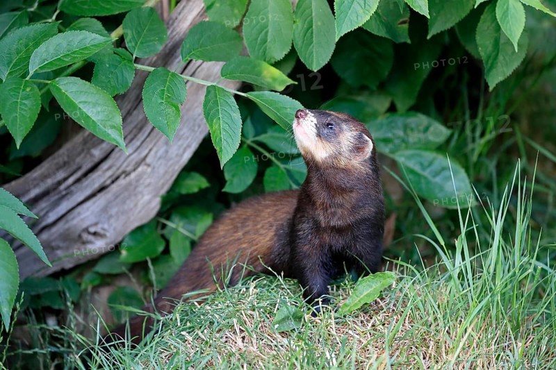 European polecat