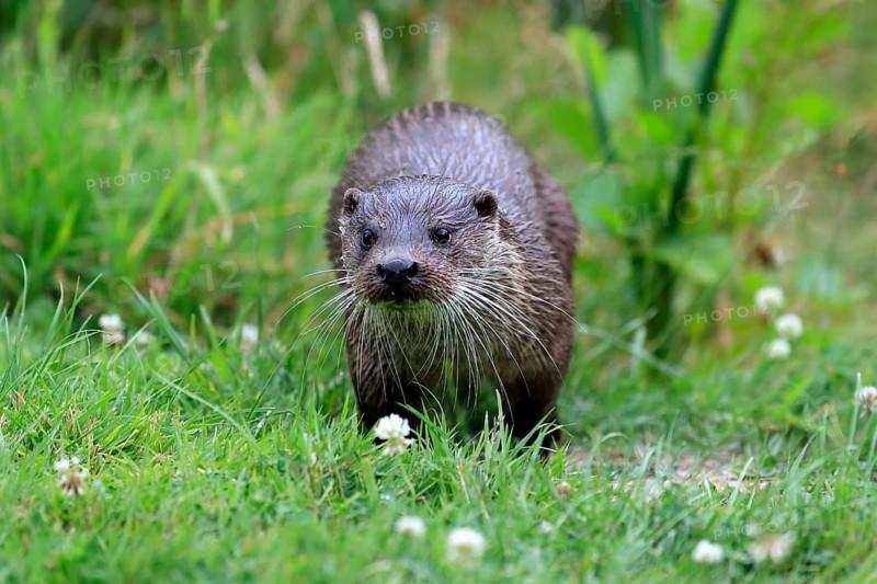 European otter