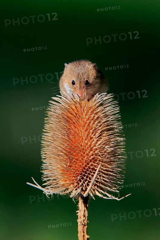 Eurasian harvest mouse