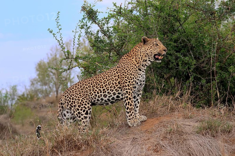 Leopard