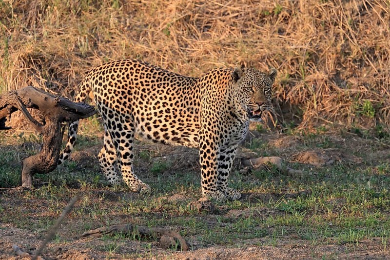 Leopard