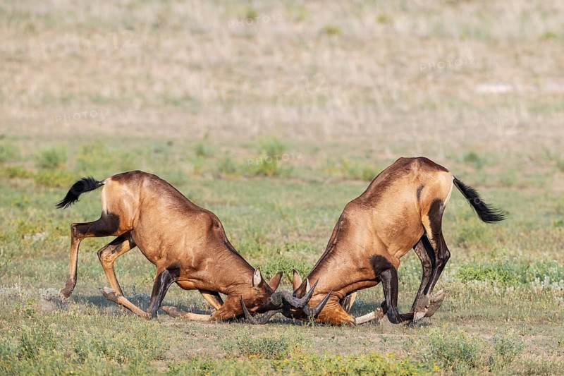 Red Hartebeest