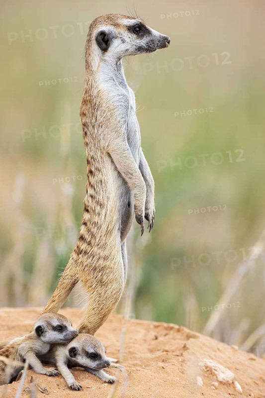 Suricate