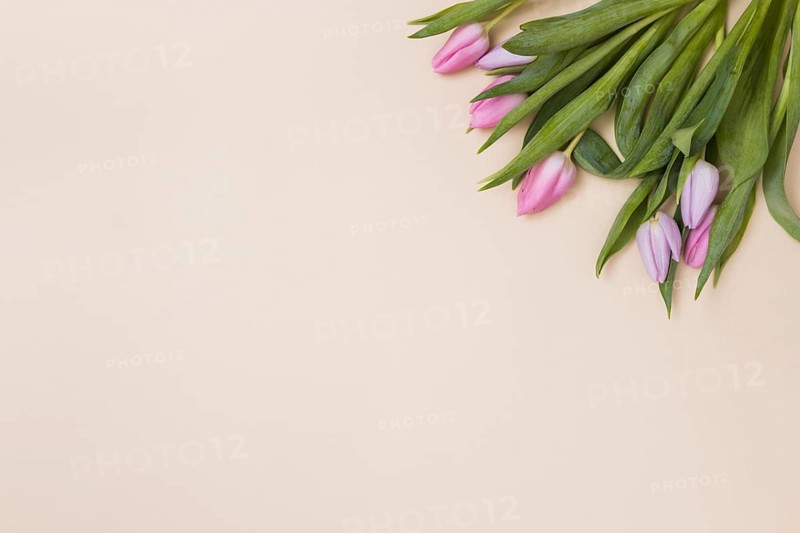 Tender pink tulips from