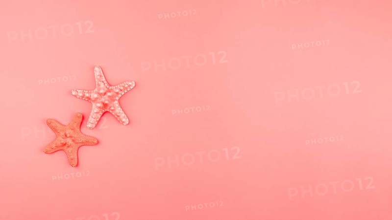 Two starfish coral background with copy space