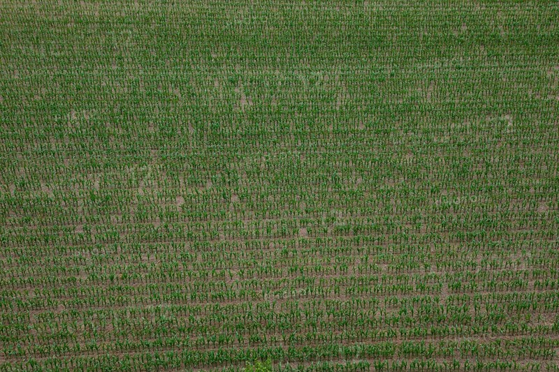 Cornfield