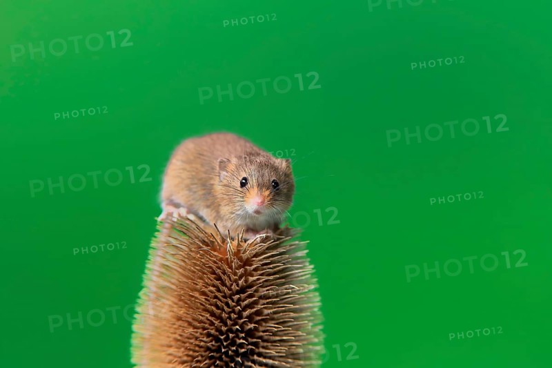 Eurasian harvest mouse