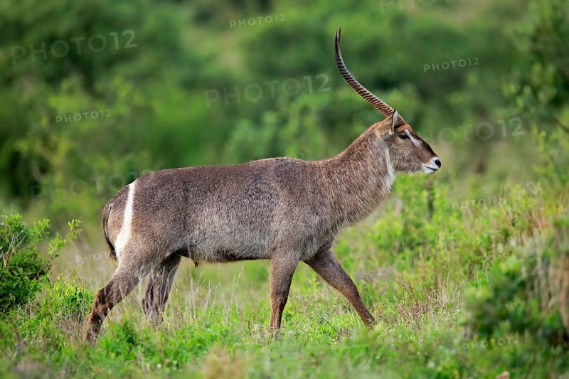Ellipsen waterbuck