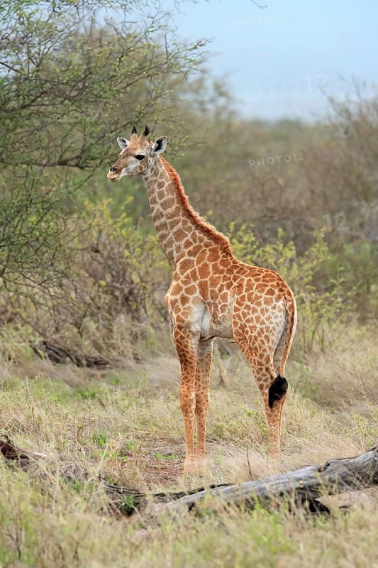 Southern giraffe