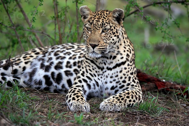 Leopard