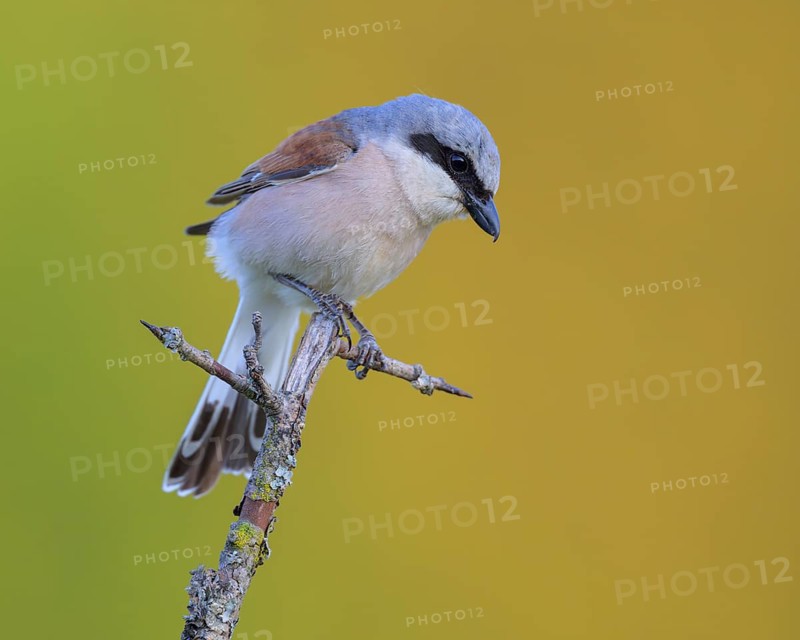 Red-backed Shrike