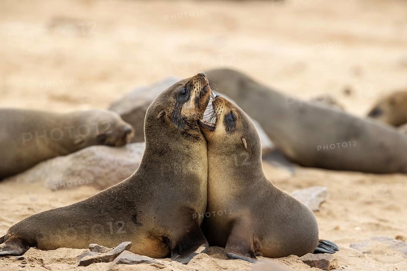 Cape Fur Seal