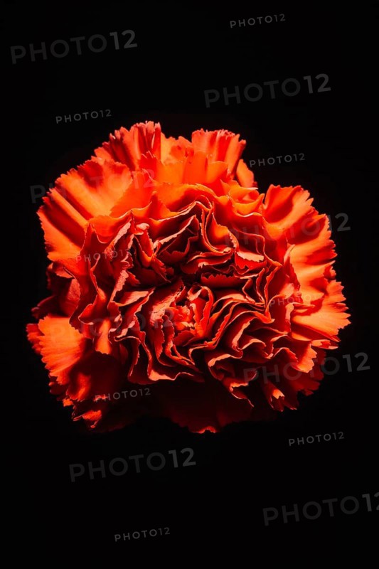 Bright carnation black