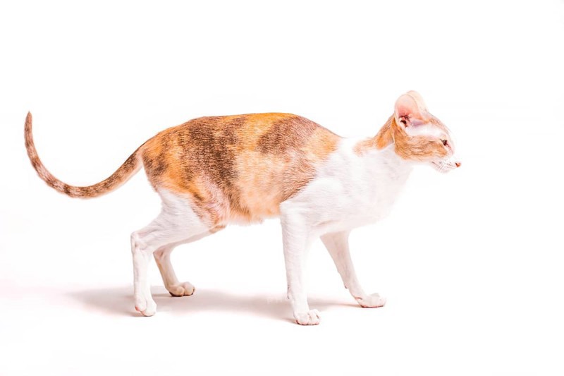 Side view yorkshire isolated white background