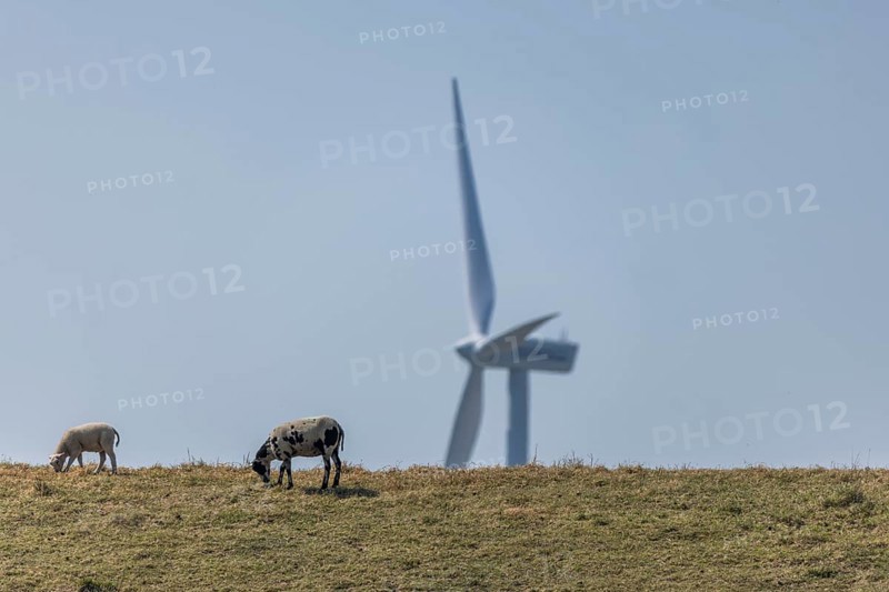 Sheep standing on a dike by the sea in front of a wind turbine for wind energy