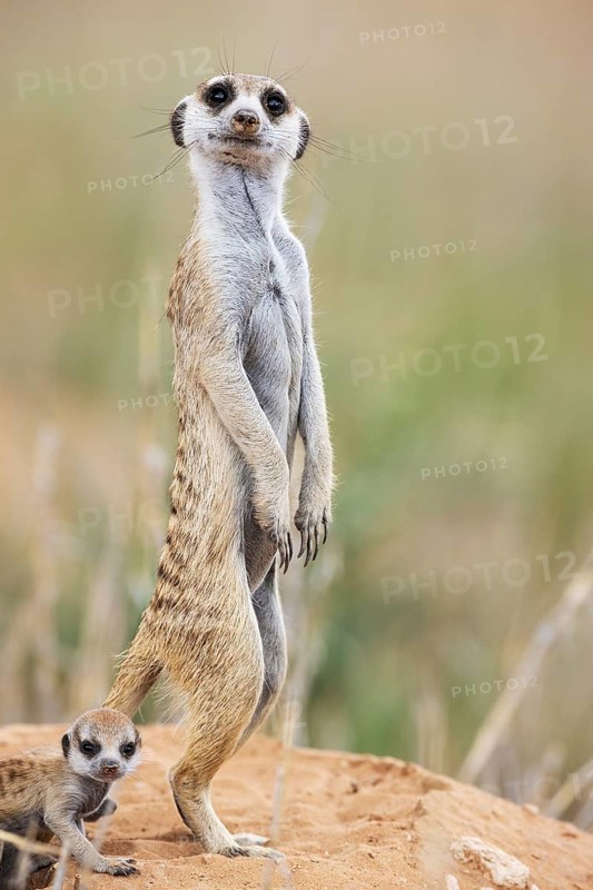 Suricate