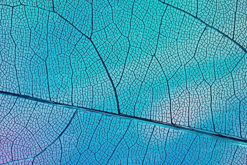 Transparent leaf with blue backlight