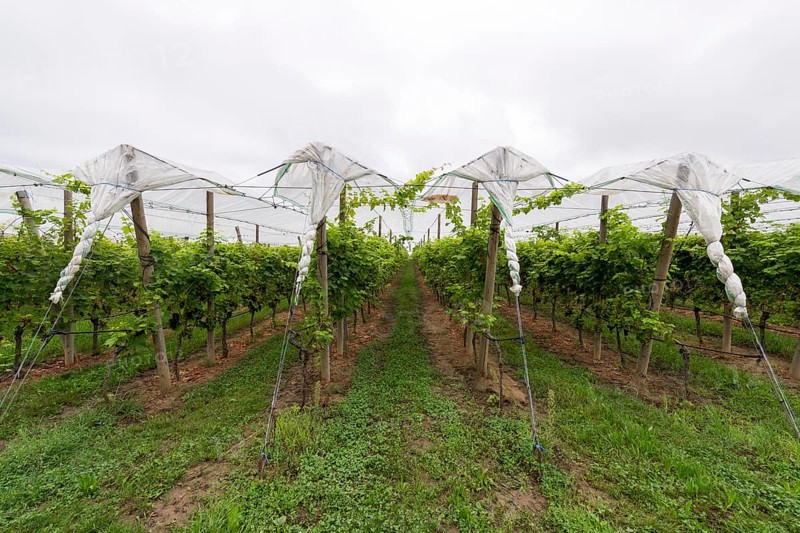 Vineyard covered with protective nets