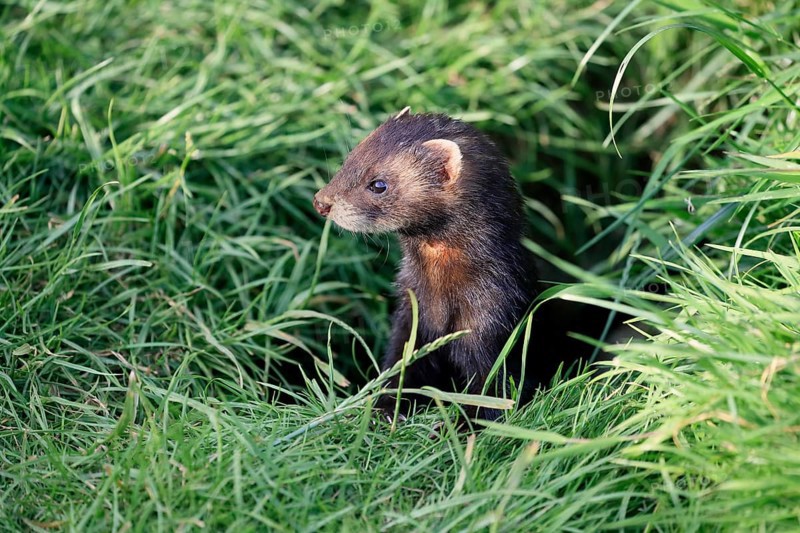 European polecat
