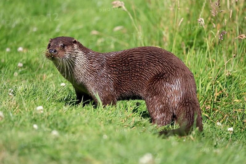 European otter