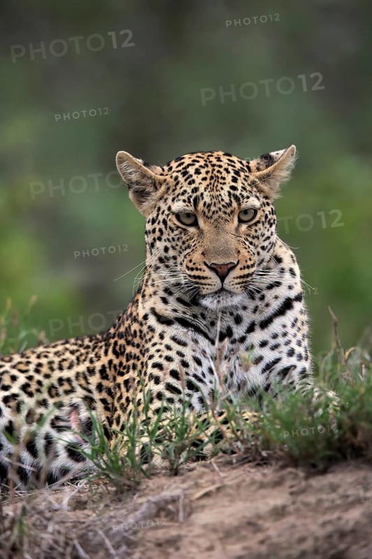 Leopard