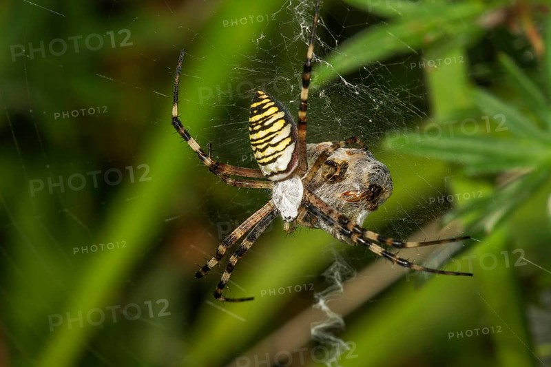 Wasp spider