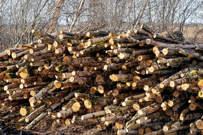 Practical nature conservation work in Emsland