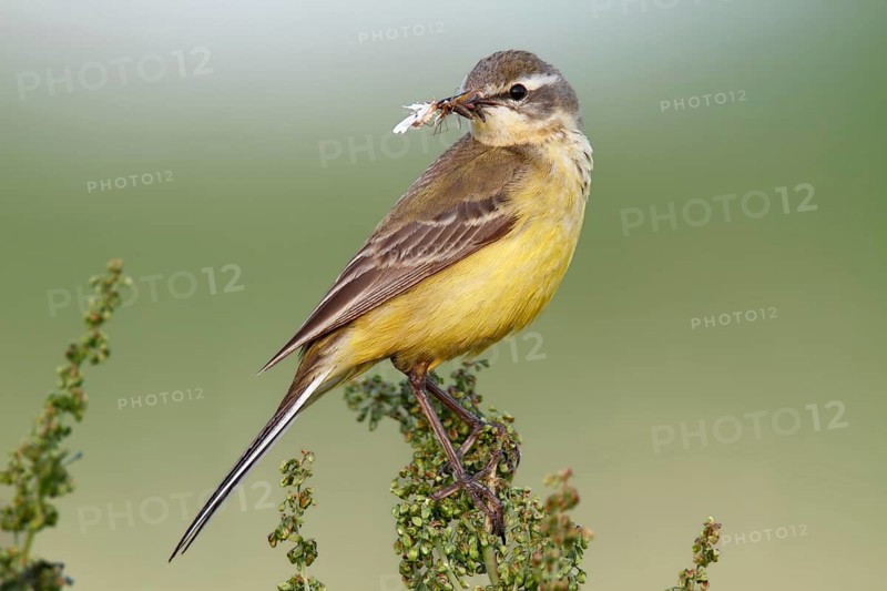 Blue-headed wagtail