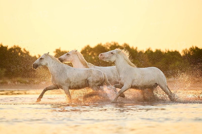 Camargue horses running through the water at sunrise