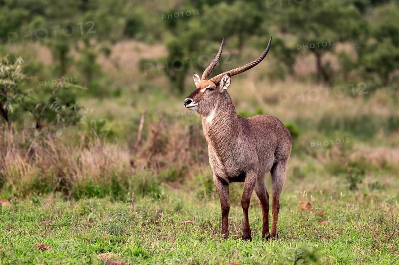 Ellipsen waterbuck