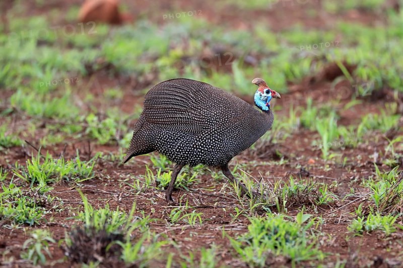 Helmeted Guineafowl