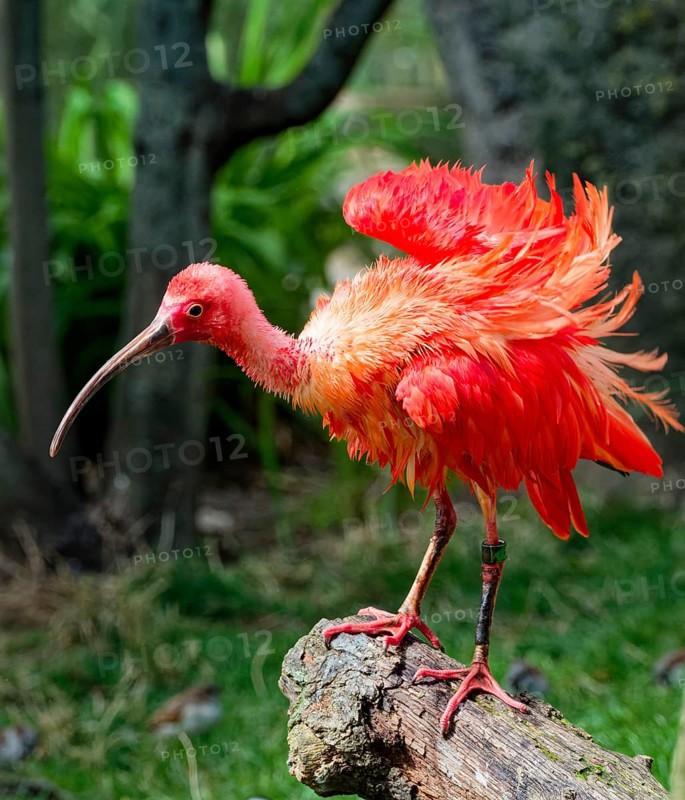 Scarlet ibises