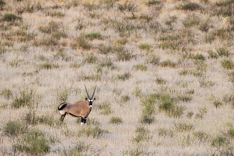 Gemsbok