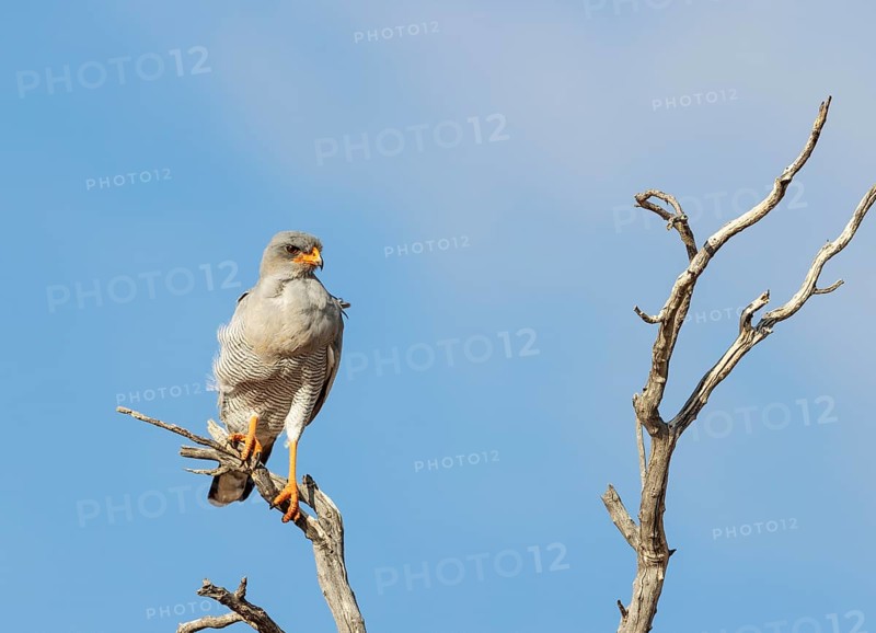 Pale-chanting Goshawk