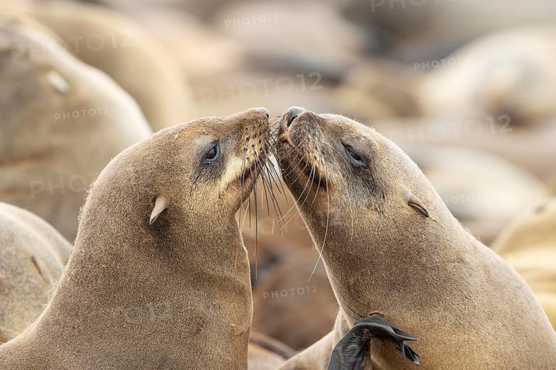 Cape Fur Seal