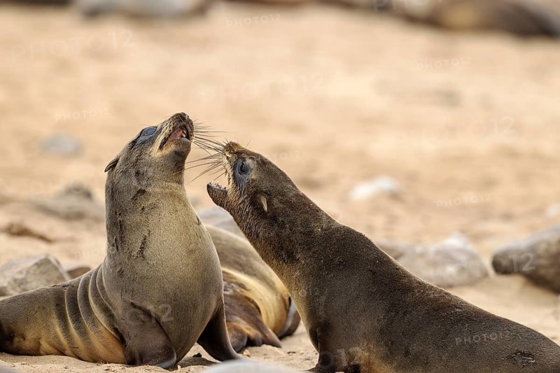 Cape Fur Seal